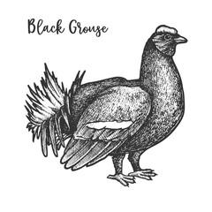 Fototapeta na wymiar Vector sketch of black grouse bird