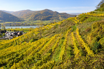 Fototapeta premium Colored Vineyards near Duernstein on a sunny day in autumn