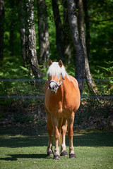 Beautiful Horse near Forest , Closeup Photo	