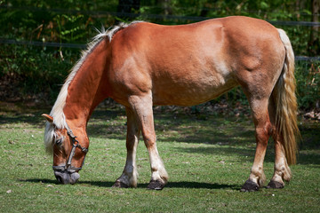 Naklejka na ściany i meble Beautiful Horse near Forest , Closeup Photo 