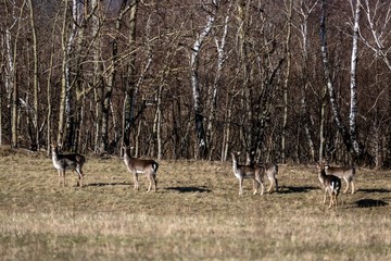 forest