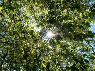 sun rays through a tree with white flowers in the spring