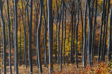 Deciduous forest near Vienna, Austria in autumn