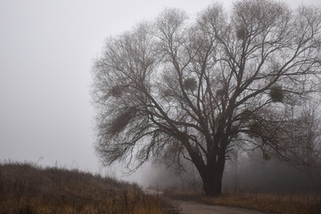 big tree in the fog 
