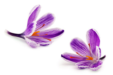 Saffron spice flowers isolated on white background