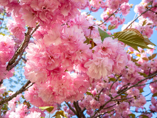 close-up of cherry tree branches in full bloom in the spring