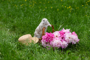 Fluffy cute white rabbit bunny in wicker basket with pink peonies and straw hat in the middle of a lawn with green grass in the park on a sunny day