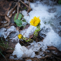 An early spring flower mother and stepmother blooms on a protalin surrounded by snow and ice.
