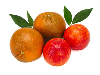 Fresh extra sweet Chocolate and red blood oranges, close-up on white background