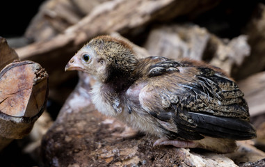 close up of a female duck
