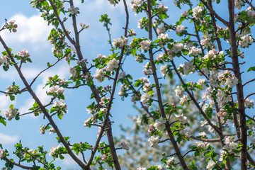 blooming of decorative white apple and fruit trees over bright blue sky in colorful.