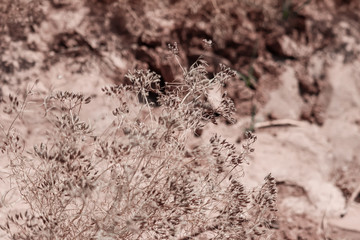 Cumin white flower - Latin name - Cuminum cyminum,cumin plant grows in the garden,agriculture of cumin,