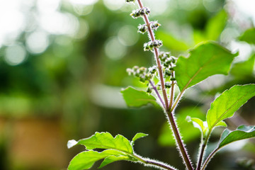 green leaves on a branch