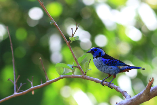  Silver-breasted Tanager perched on a branch in freedom