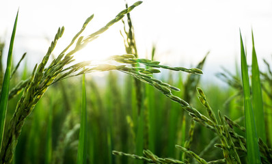 Rice fields in the fields