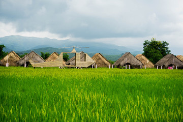 Fototapeta na wymiar View of colorful rice fields.