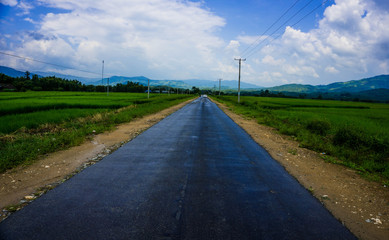 Fototapeta na wymiar Road in the middle of the rice field
