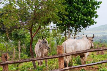 Two cows grazing on the outskirts of Kampot in Cambodia