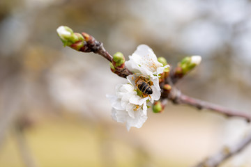 Detail of different flowers of fruit trees