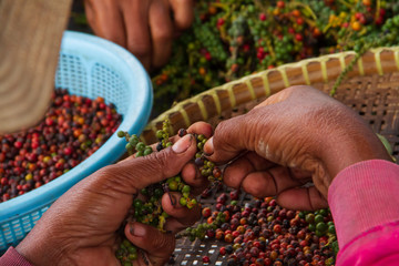 Close up of cambodian women hands working in a pepper field in Kampot, Cambodia.
