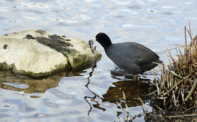 Blässhuhn,Coot,Nistmaterial,Nesting material