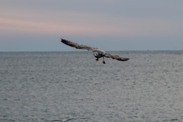 Free flying seagull on the beach