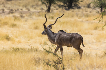 Naklejka na ściany i meble Kudu in Kalahari