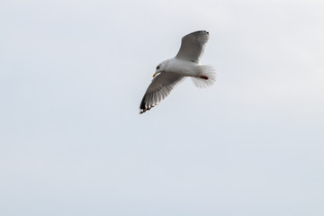 Free flying seagull on the beach