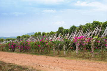 Green and pink pepper field in Kampot, Cambodia.
