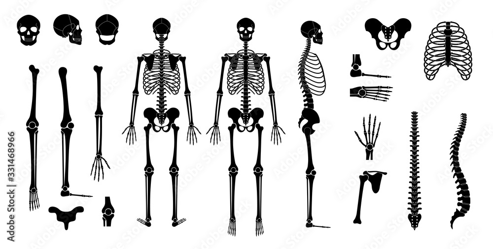 Sticker human man skeleton anatomy