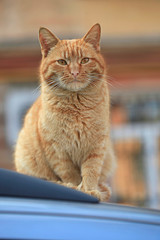 Portrait of wild red cat