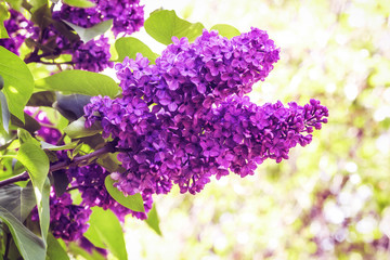 Spring branch of blossoming lilac, Green branch with spring flowers. Lilac flowers on tree in garden