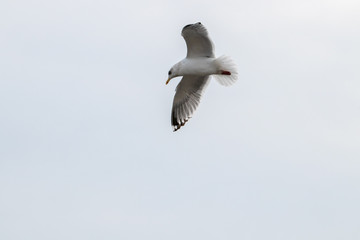 Free flying seagull on the beach