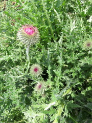 Beautiful Thistle flowers in early spring.