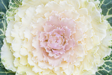 top view closeup ornamental cabbage