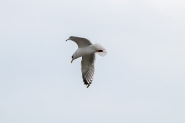 Free flying seagull on the beach