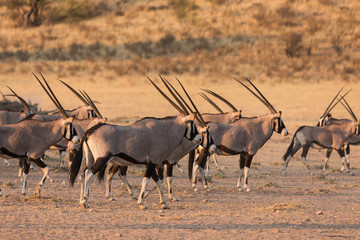 Oryx Antelope