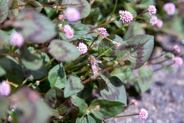 蜜を吸う蜂