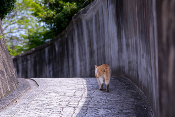 尾道で散歩する猫のお尻