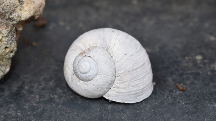 Schneckenhaus der Weinbergschnecke, Winterfarben in Grau und Weiß, Beige
