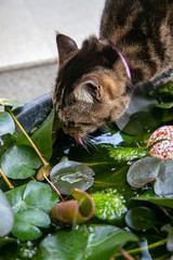 鉢から水を飲む猫