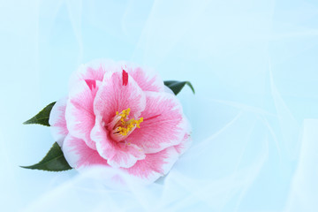 チュールの上の華やかなピンクの八重椿