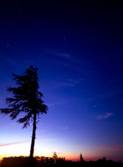 朝焼けとオリオン座と木