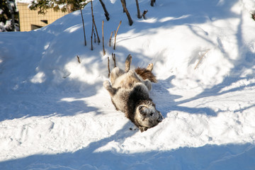 リラックスするオオカミ