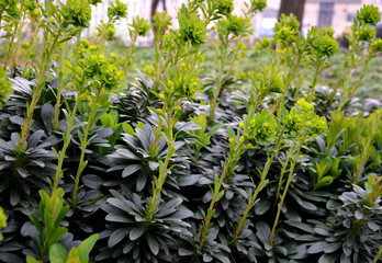 Euphorbia amygdaloides var Robbiae shiny green leaves greenish flowers plant in park green poisonous leaves - obrazy, fototapety, plakaty