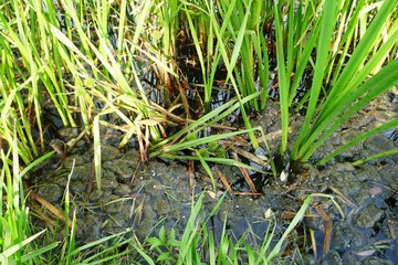 dew on the grass