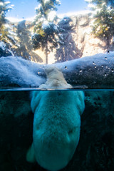 水中と水面のホッキョクグマ