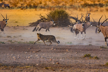 Cheetah and orxy fighting