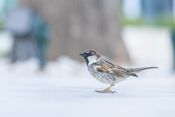 little bird