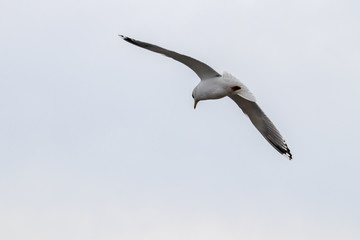 Free flying seagull on the beach